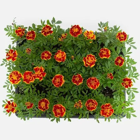 12 plant Marigolds